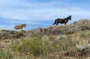 Foto gratuita caballos negros y beiges de pie sobre las rocas en la gran pradera