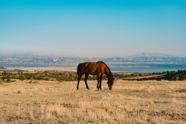 Los caballos pastan en un prado dorado