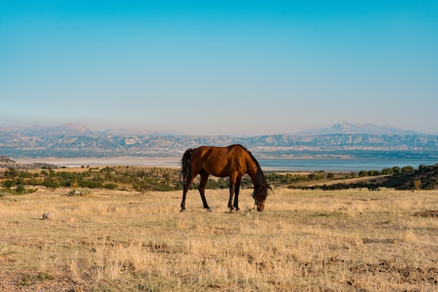 Los caballos pastan en un prado dorado