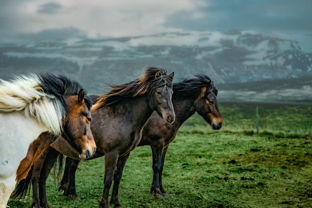 Caballos en un pasto herboso con montañas nevadas en el fondo