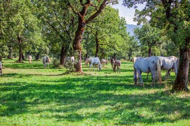 Caballos que pastan en el campo soleado en Lipica, Parque Nacional de Eslovenia