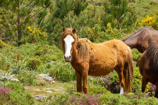 Caballos salvajes en un campo capturados durante el día.