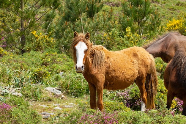 Caballos salvajes en un campo capturados durante el día.