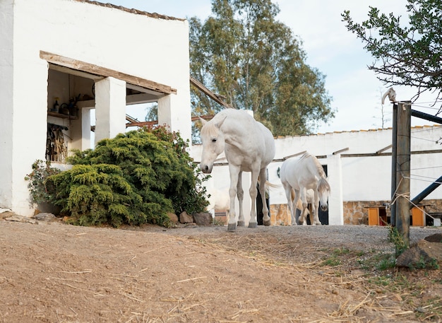 Caballos vagando libres en la granja