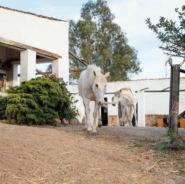 Caballos vagando libres en la granja