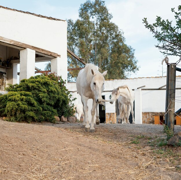 Caballos vagando libres en la granja