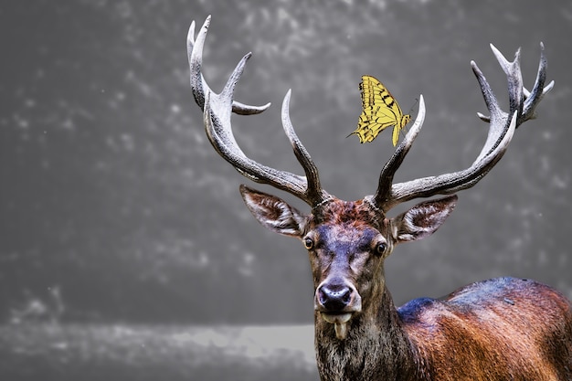 Foto gratuita cabeza de alce y una mariposa amarilla en ella.