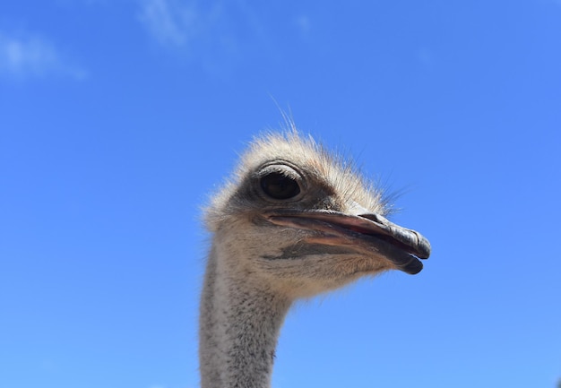 Cabeza de avestruz asomando frente a un cielo azul