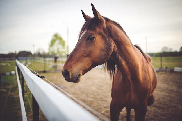 Foto gratuita cabeza de caballo de cerca