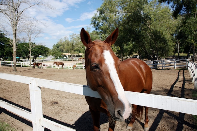 Cabeza de caballo detrás de una valla