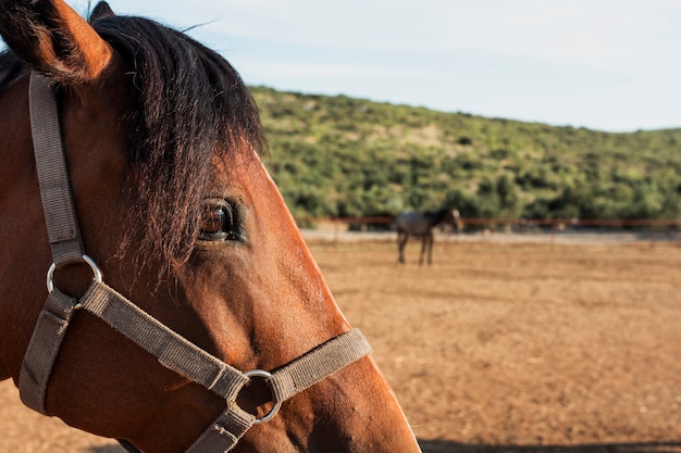 Cabeza de caballo de primer plano con fondo borroso