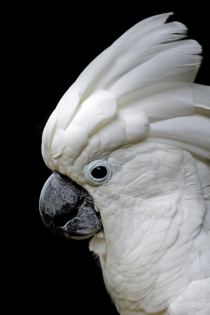 Foto gratuita cabeza de cabeza de primer plano cacatua moluccensis animal cabeza de primer plano