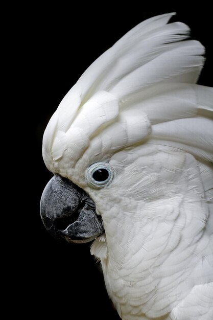 Cabeza de cabeza de primer plano Cacatua moluccensis animal cabeza de primer plano