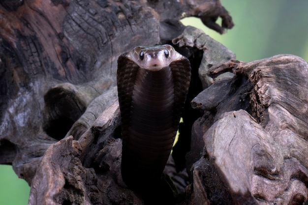 La cabeza de la cobra de Java sale del agujero de madera.