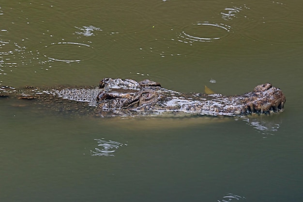 Foto gratuita cabeza de cocodrilo mirando hacia la presa en el río primer plano de la cabeza de cocodrilo en el río