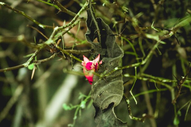 Cabeza elegancia pálido abierto floración luz