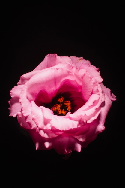 Cabeza de flor rosa