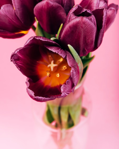 Cabeza de flor de tulipán lila en el jarrón sobre fondo rosa