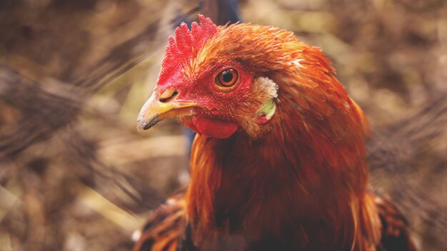 Cabeza de gallina de cerca