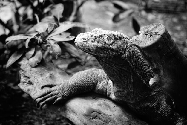 Cabeza de iguana en blanco y negro.