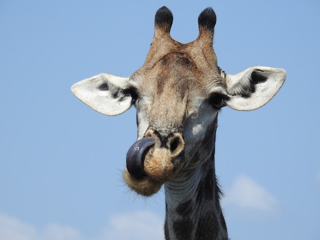 Cabeza de una jirafa con su lengua afuera bajo la luz del sol durante el día en el Parque Nacional Kruger