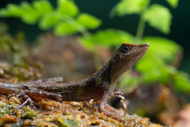 Cabeza de lagarto kalimantan en negro