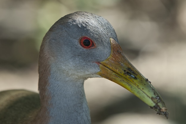 Cabeza de un lindo pájaro gallinule europeo