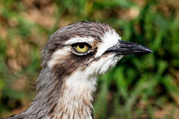 Cabeza de pájaro