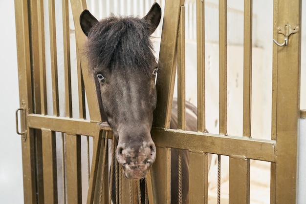 Foto gratuita cabeza de pequeño pony de color oscuro mirando por encima de puertas estables