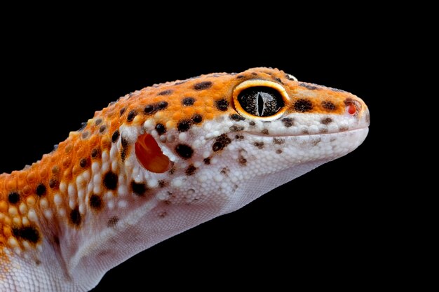 Cabeza de primer plano de gecko leopardo en madera