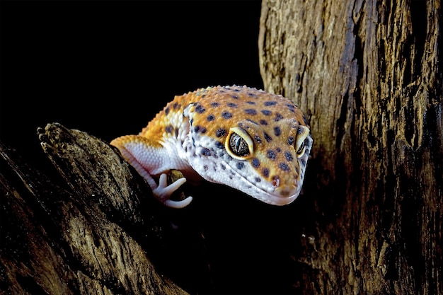 Cabeza de primer plano de geckol leopardo en primer plano de gecko leopardo de madera