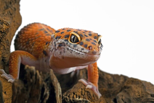 Cabeza de primer plano de geckol leopardo sobre madera gecko leopardo buscando presa