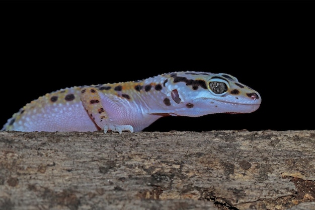 Cabeza de primer plano de geckol leopardo sobre madera gecko leopardo buscando presa