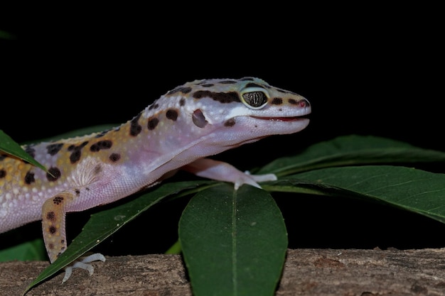 Foto gratuita cabeza de primer plano de geckol leopardo sobre madera gecko leopardo buscando presa