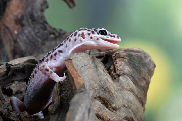 Cabeza de primer plano de geckol leopardo sobre madera gecko leopardo buscando presa