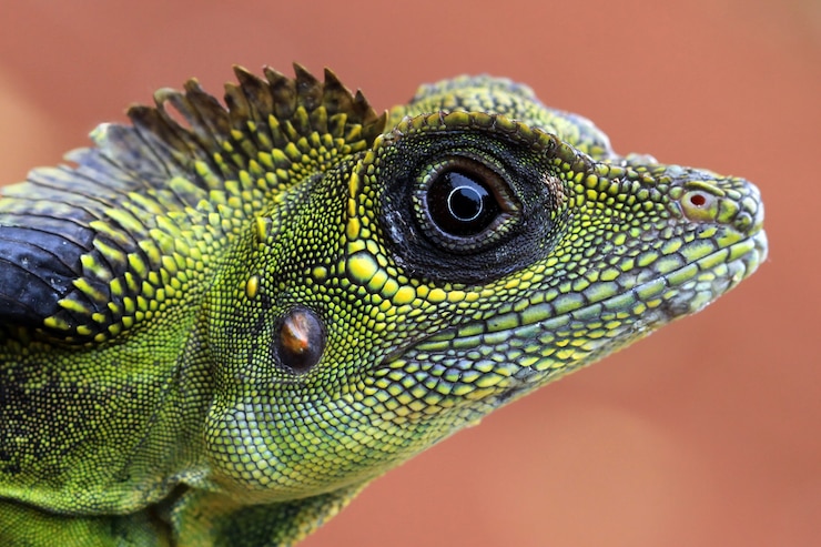 Foto gratuito cabeza de primer plano gran dragón de cabeza angular gonocephalus grandis