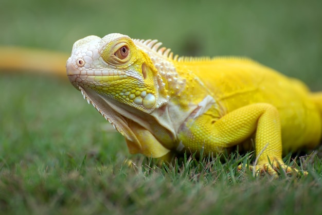 Cabeza de primer plano de iguana amarilla