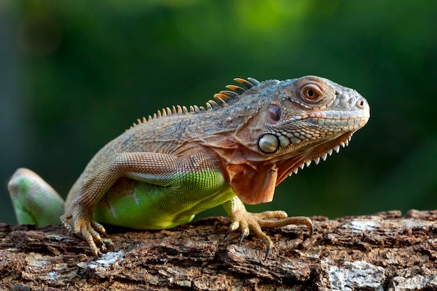 Cabeza de primer plano de iguana roja hermosa en madera