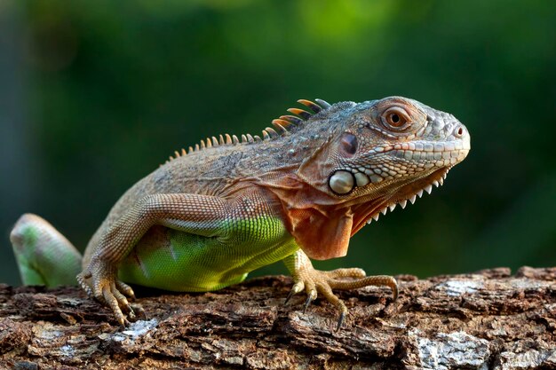 Cabeza de primer plano de iguana roja hermosa en madera