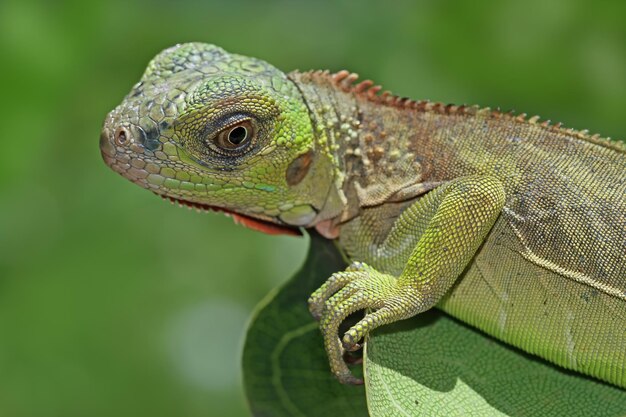 Cabeza de primer plano de iguana roja hermosa en madera