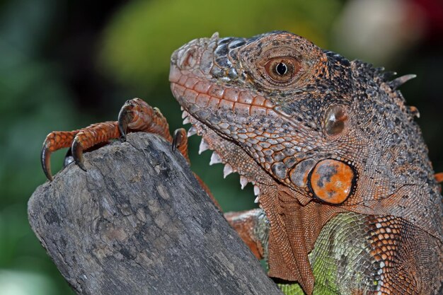 Cabeza de primer plano de iguana roja hermosa en madera