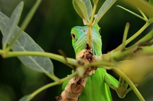 Cabeza de primer plano de Iguana verde Primer plano de Iguana verde