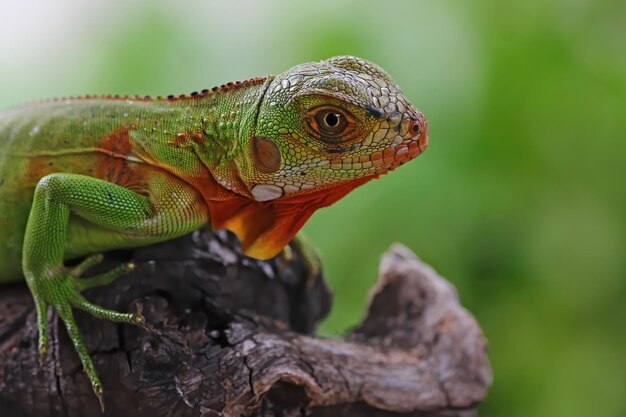 Cabeza de primer plano de iguana verde Vista lateral de iguana verde en primer plano de animal de madera