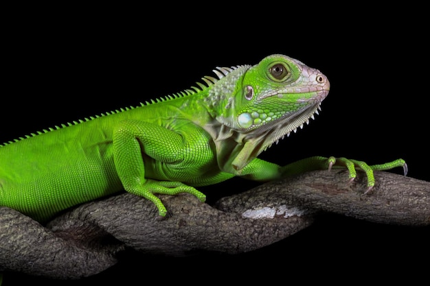 Cabeza de primer plano de iguana verde Vista lateral de iguana verde en primer plano de animal de madera