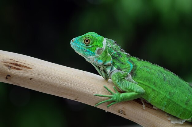 Cabeza de primer plano de iguana verde Vista lateral de iguana verde en primer plano de animal de madera