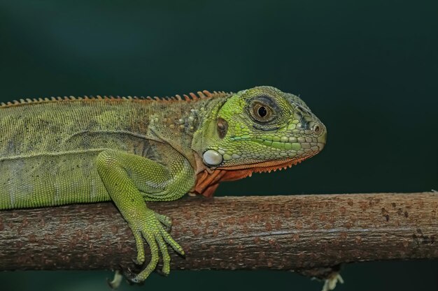 Cabeza de primer plano de iguana verde Vista lateral de iguana verde en primer plano de animal de madera