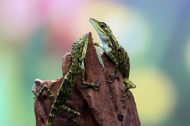 Cabeza de primer plano de lagarto Pseudocalotes con fondo natural árbol menor agamid pseudocalotes tympanistriga cabeza de primer plano