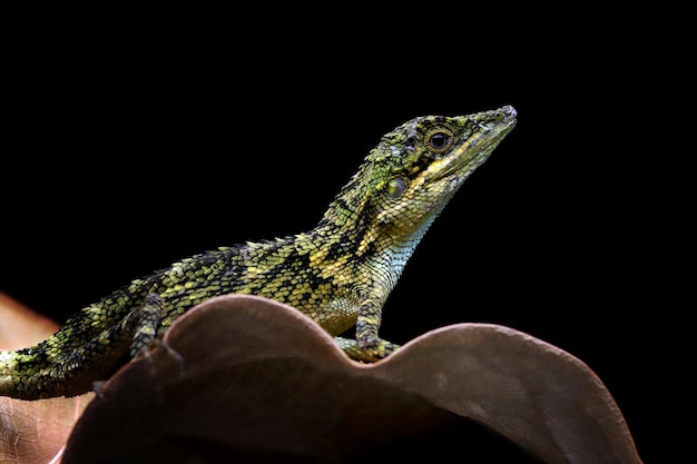 Cabeza de primer plano de lagarto Pseudocalotes con fondo natural Pseudocalotes tympanistriga primer plano lagarto indonesio