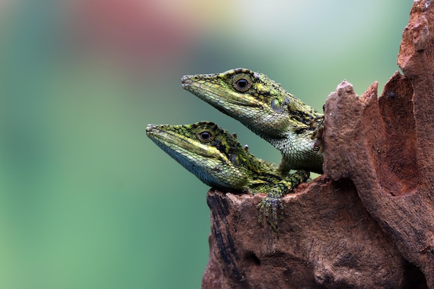 Cabeza de primer plano de lagarto Pseudocalotes con fondo natural