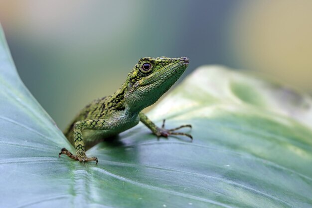 Cabeza de primer plano de lagarto Pseudocalotes con fondo natural